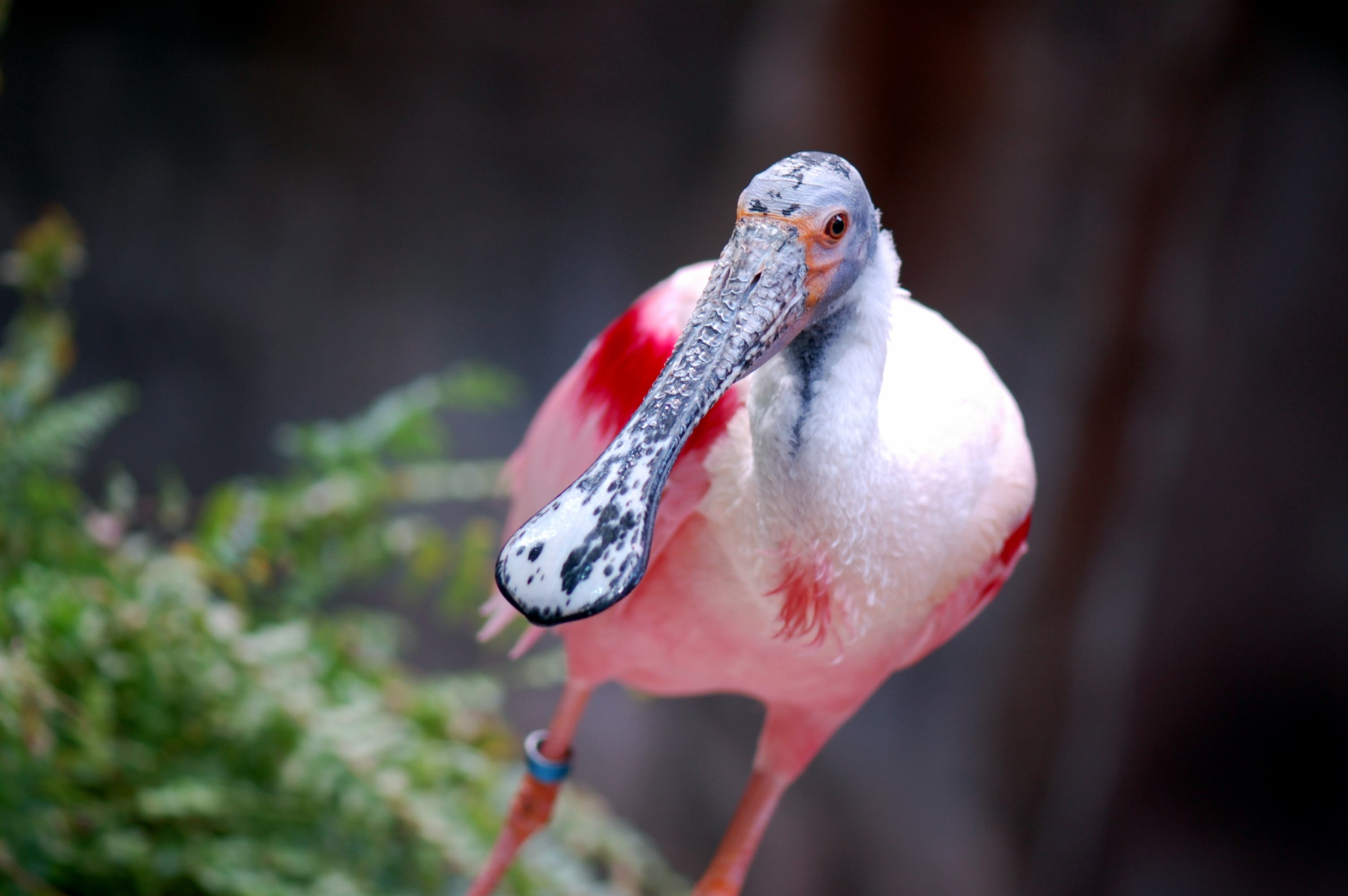 roseate spoonbill