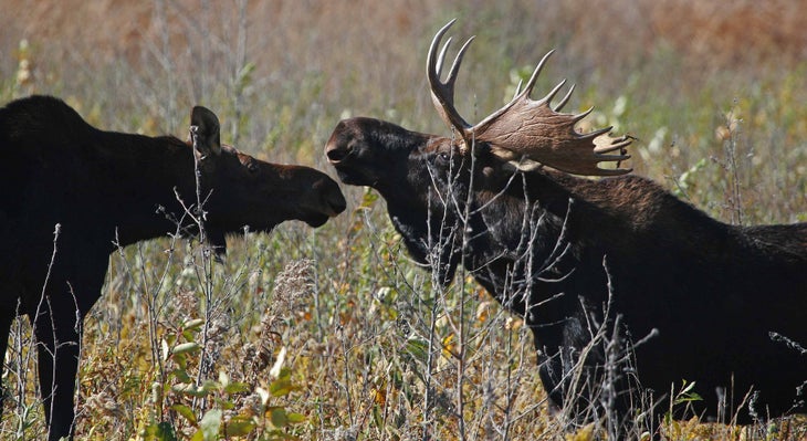 Agassiz moose