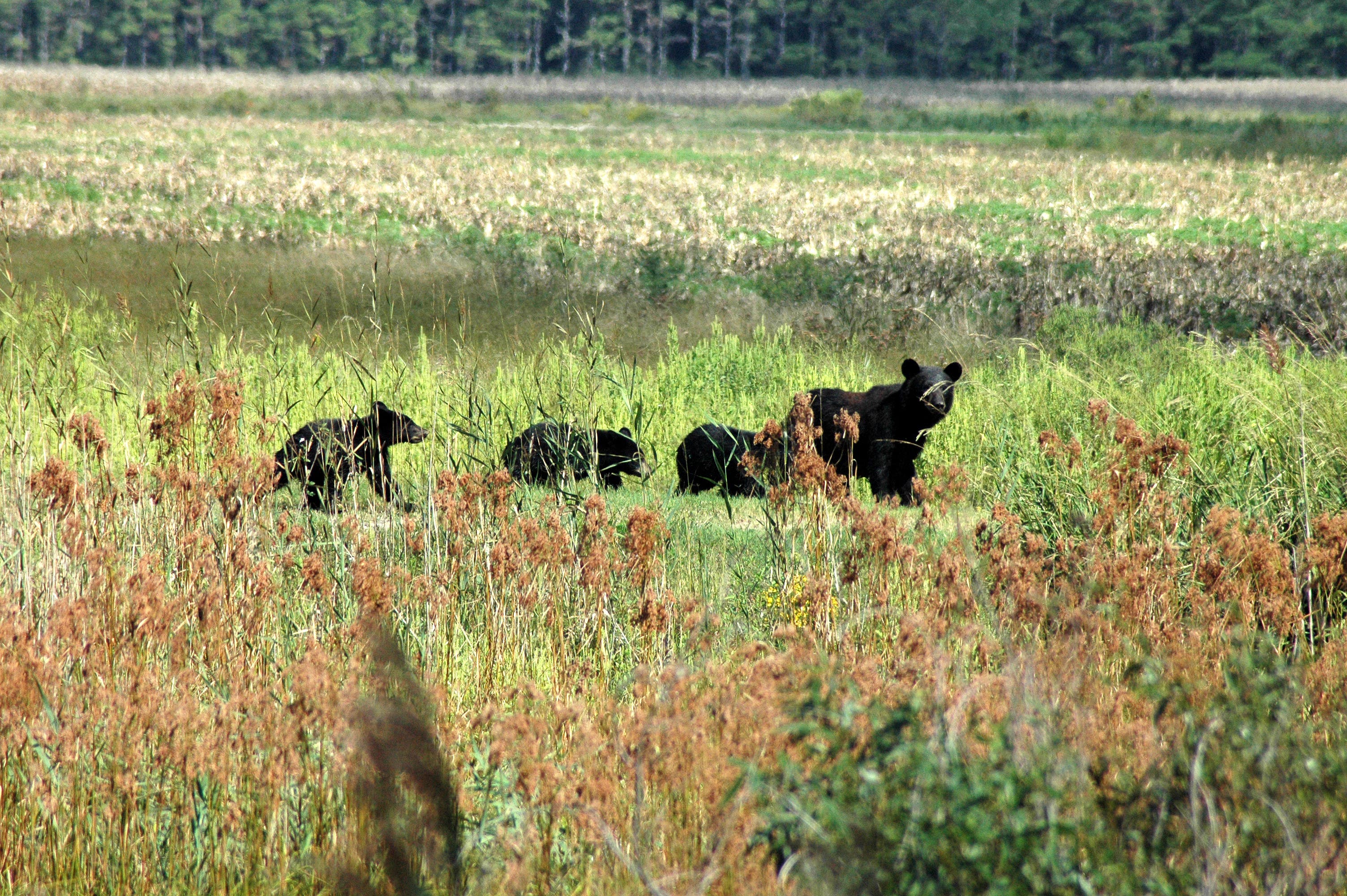 alligator river bears