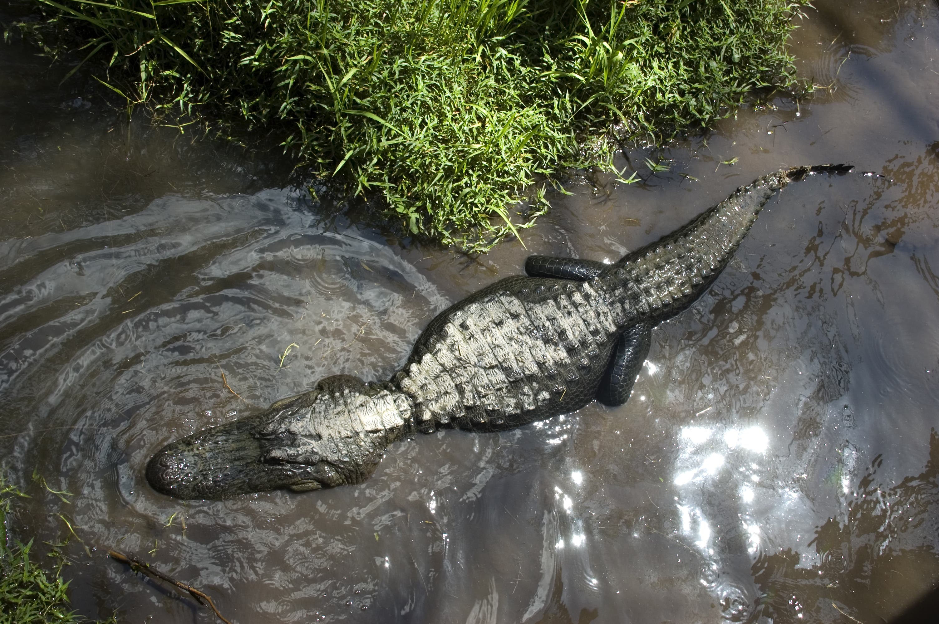 alligator