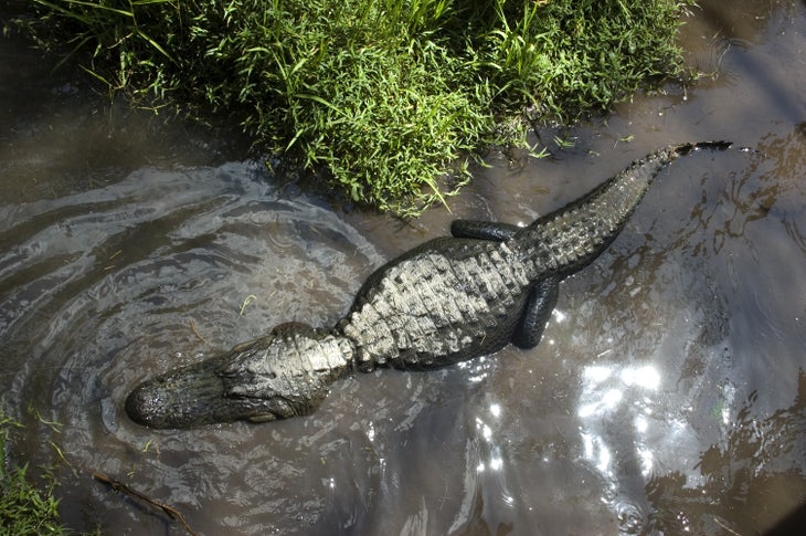 alligator alligator