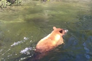 Bear Accidentally Swept Away Into Waterfall