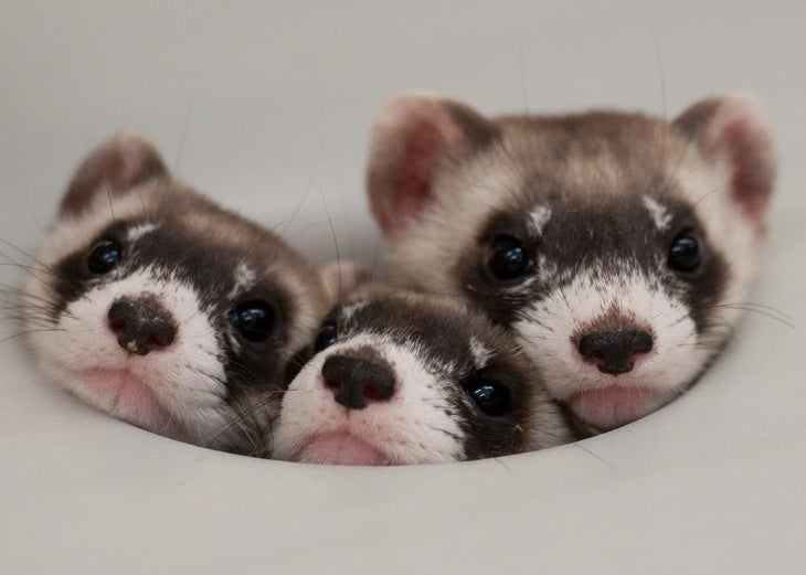 black footed ferret eating prairie dog