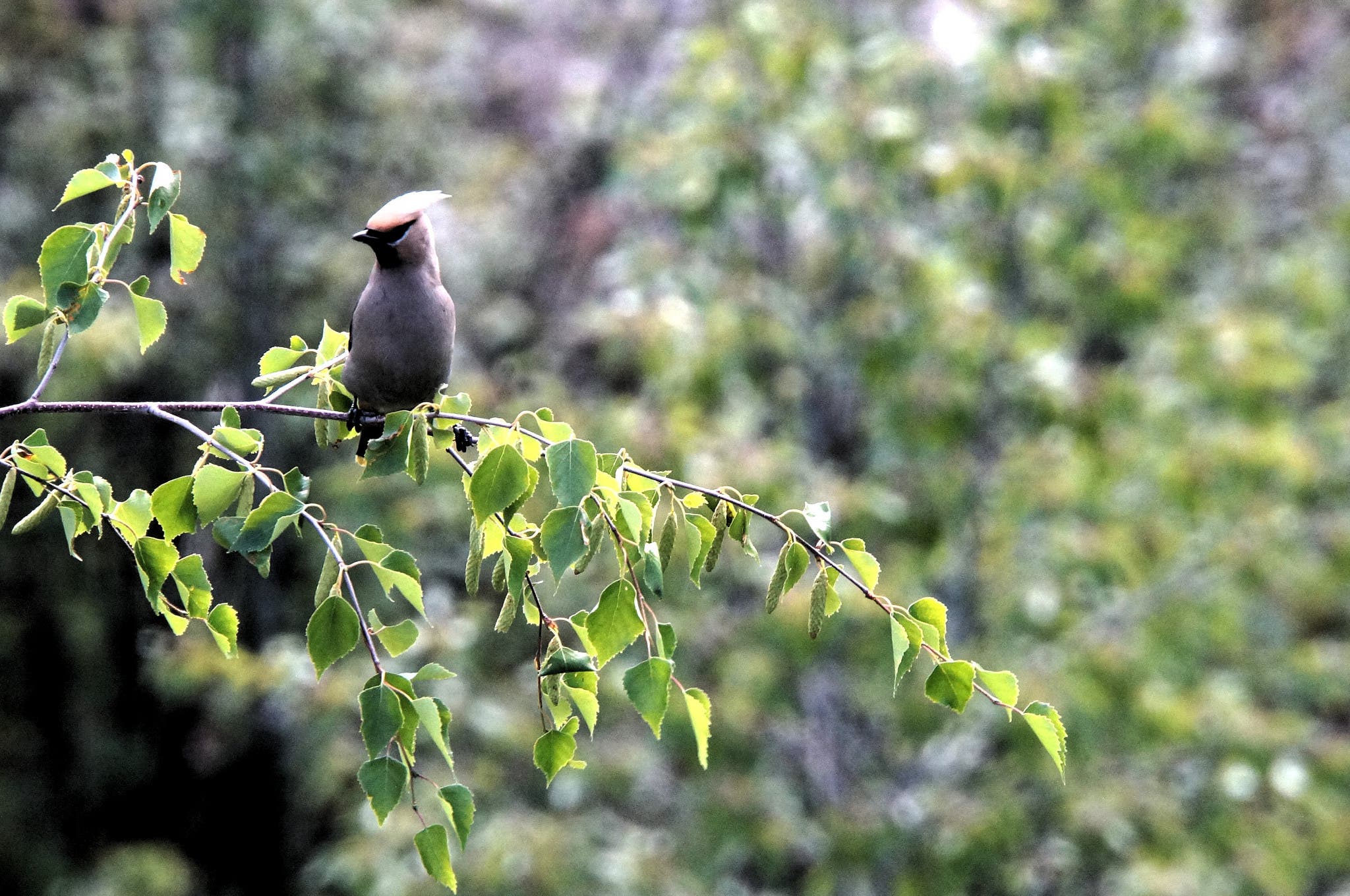 birdymcbirdface bird in tetlin