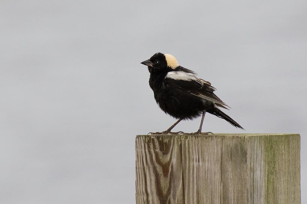 bobolink None