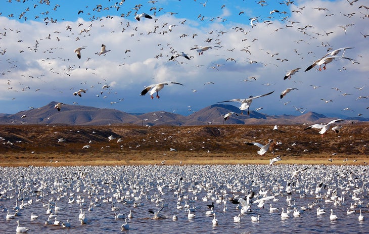 bosque del apache birds