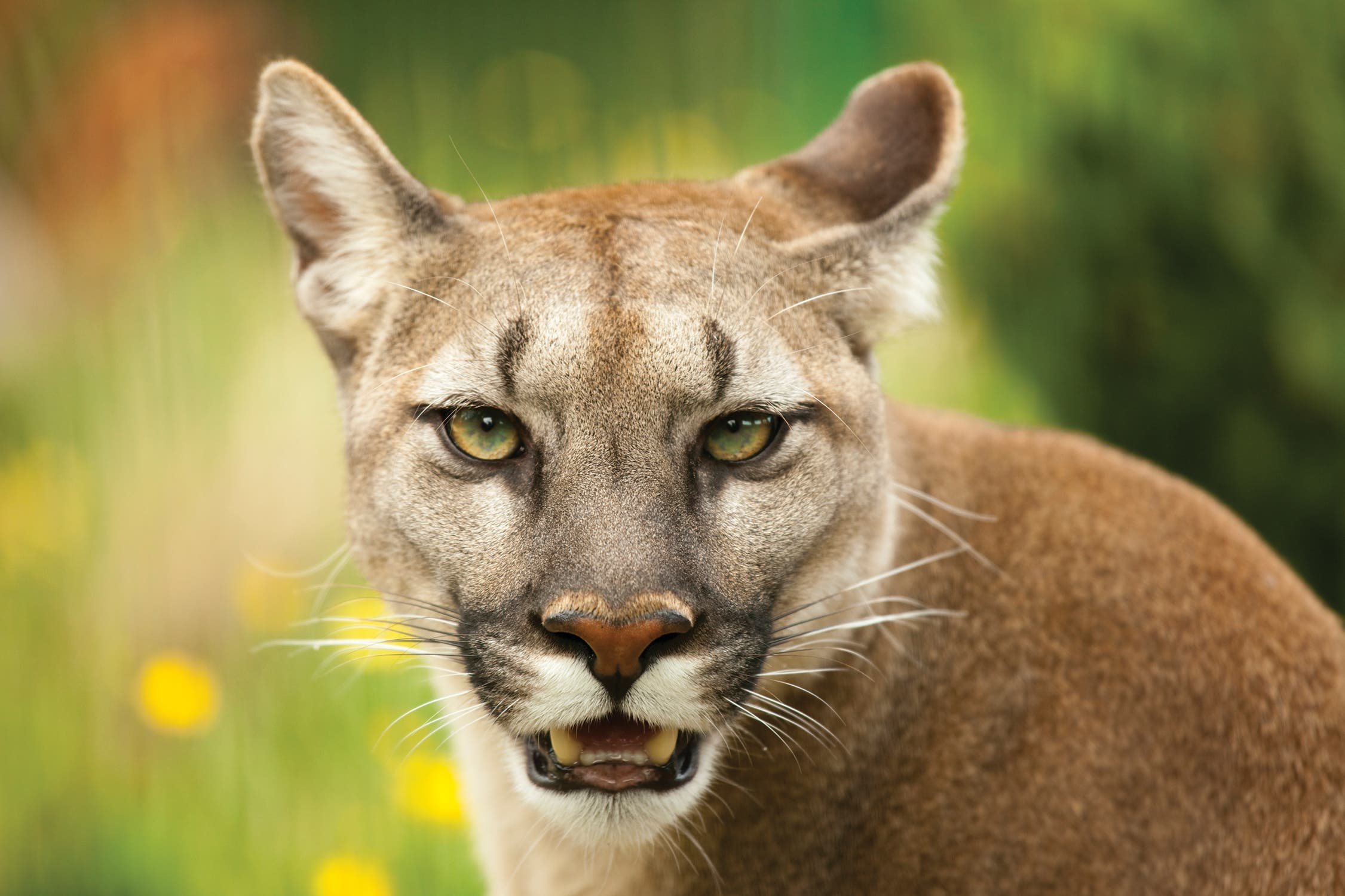 BP0617KID_istock_mtnlion_182816569-1 None