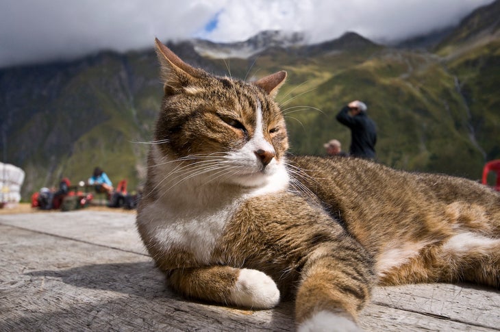 cat None