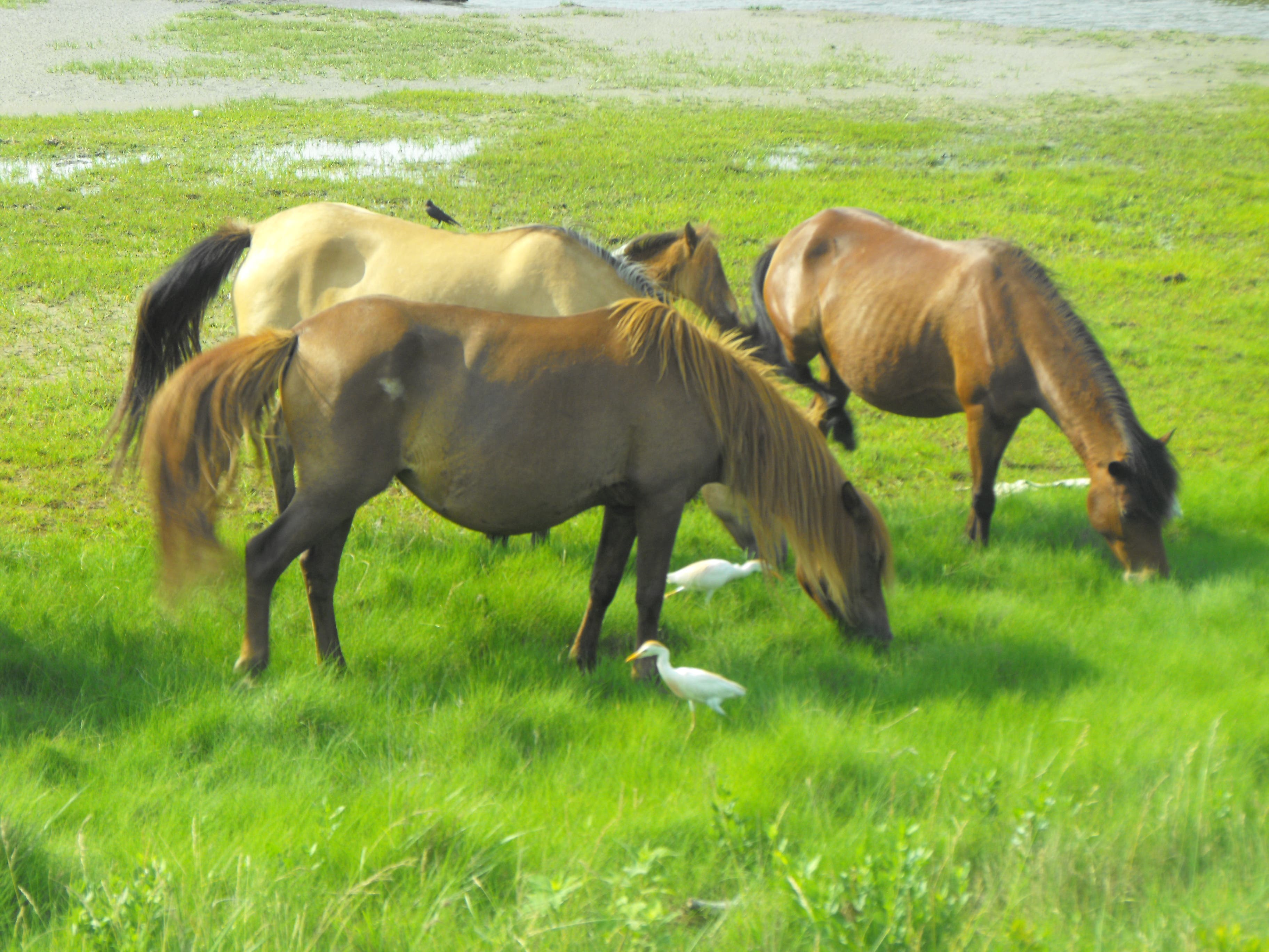 Chincoteague Ponies
