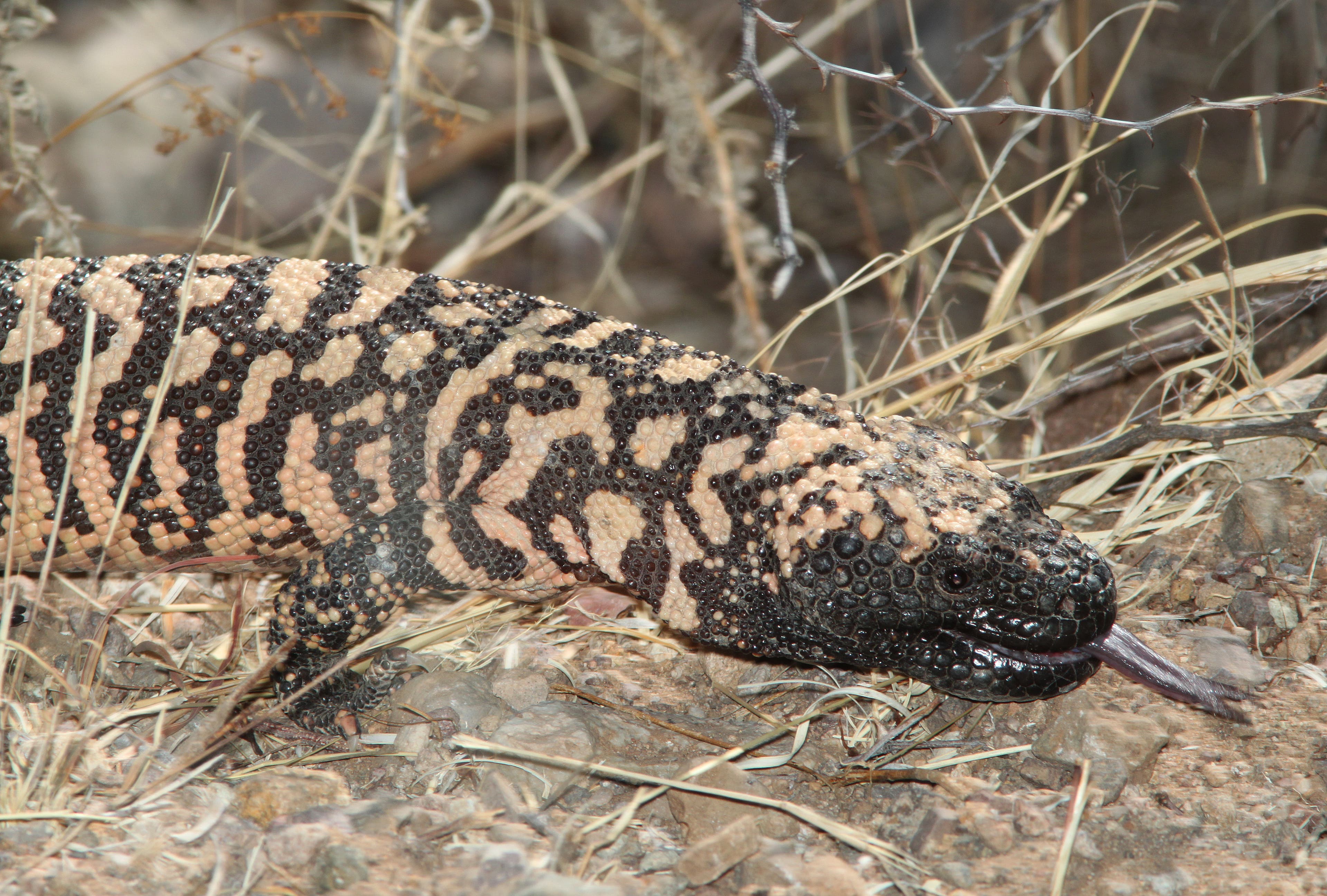 Kofa gila monster