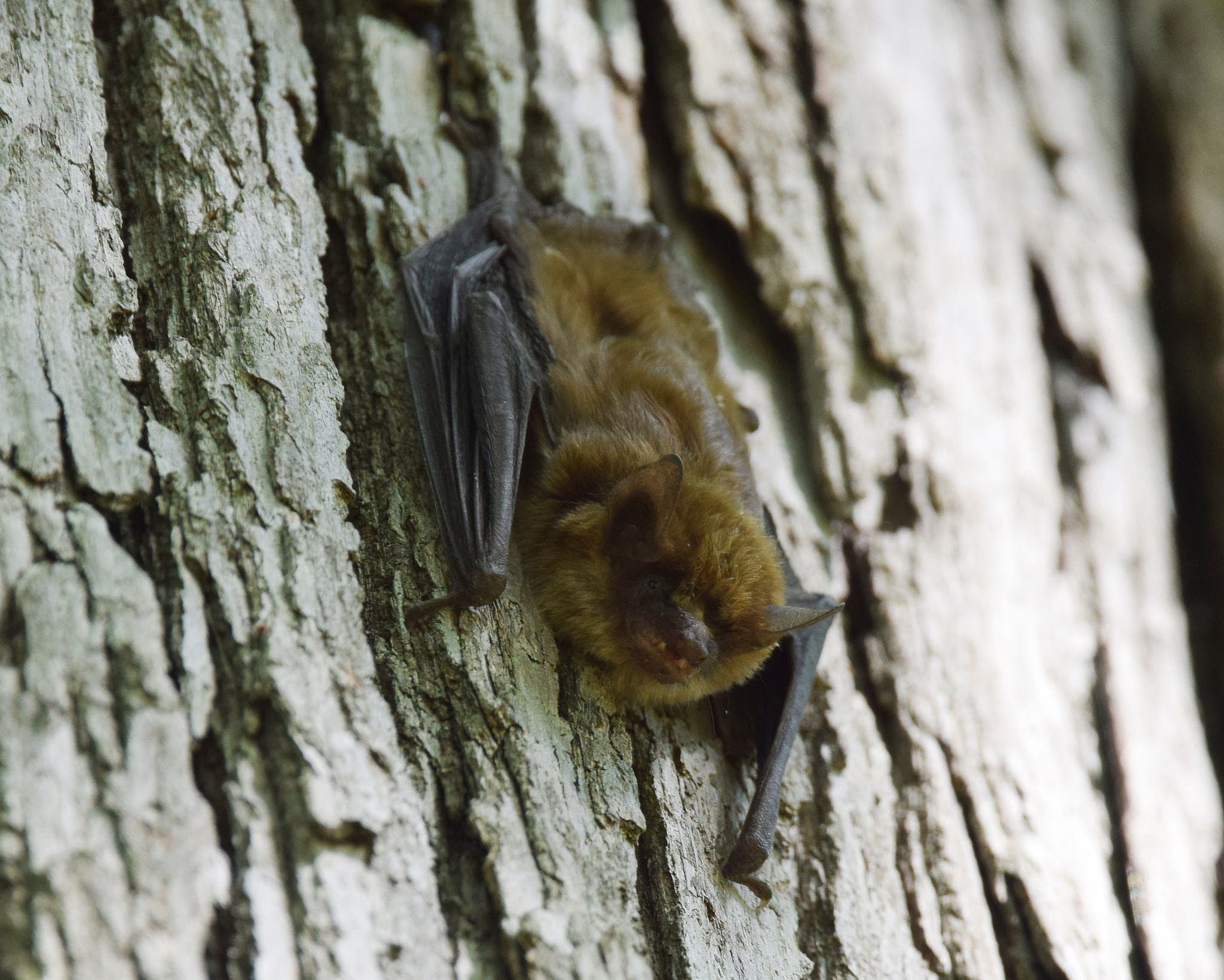 little bat little bat