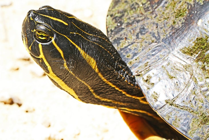 lower suwannee tortoise