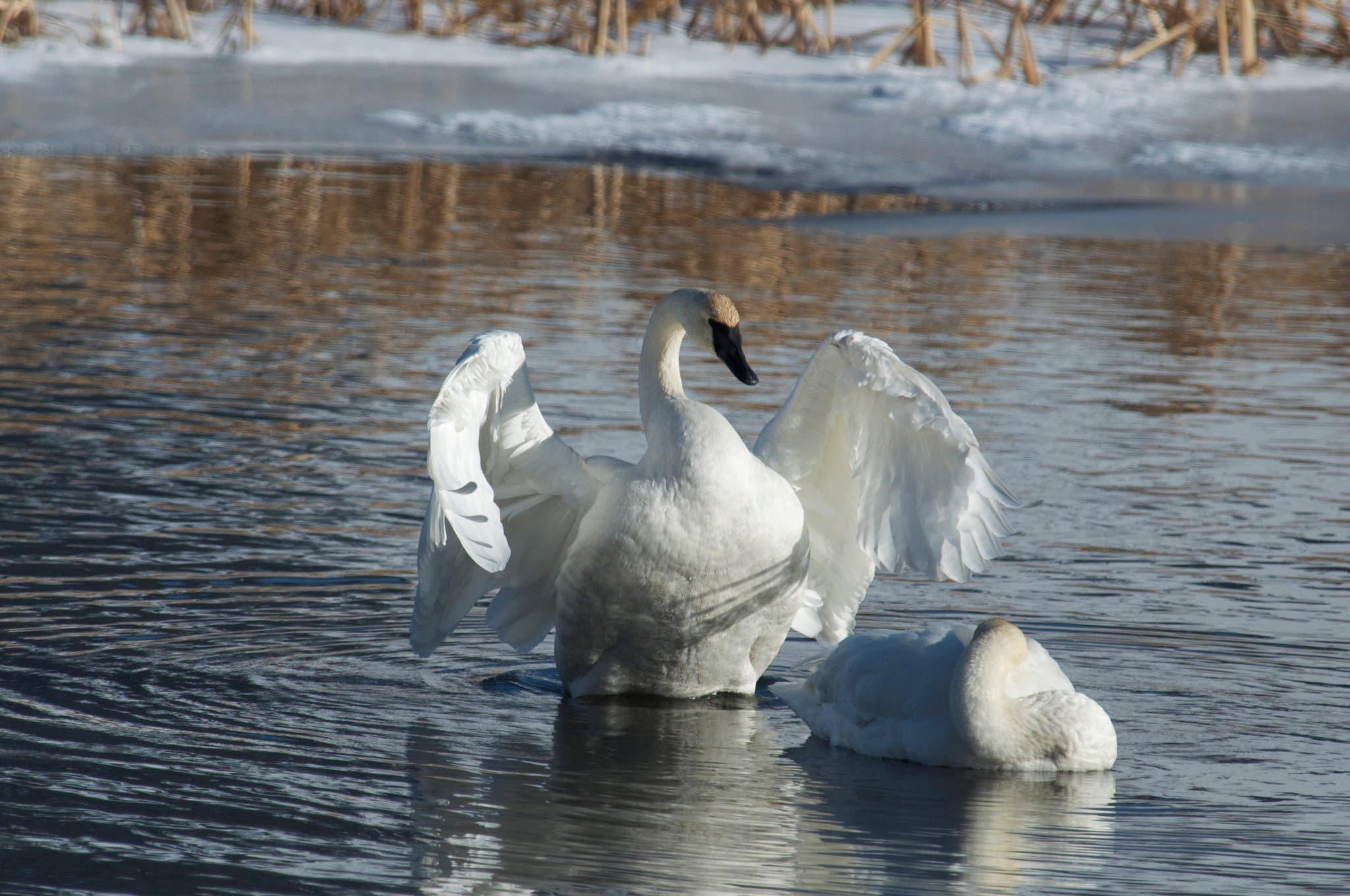 red rocks Swans