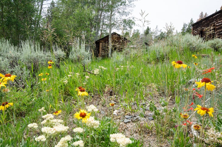wildflower-wyoming Lander Wildflowers