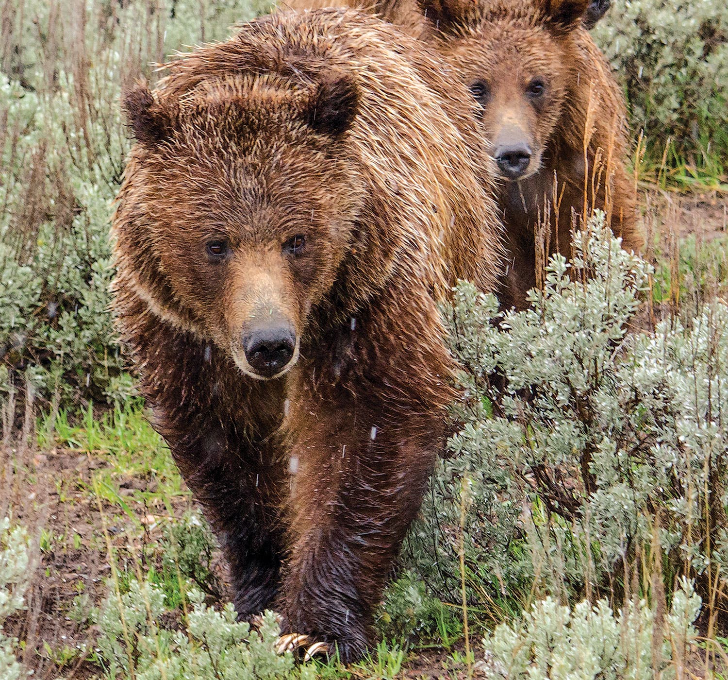 BP0817FEAT_EXTREMES_GrizzlyDonnaIkenberry_gn Wildest hikes Cook Inlet, Lake Clark, AK