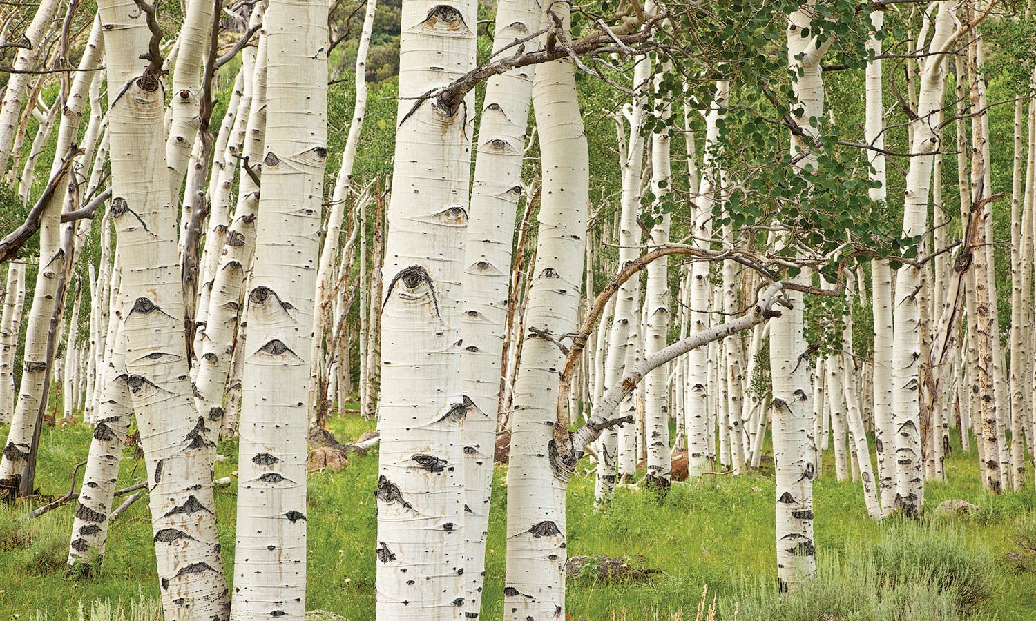 Wild hikes Pando, Fishlake, UT