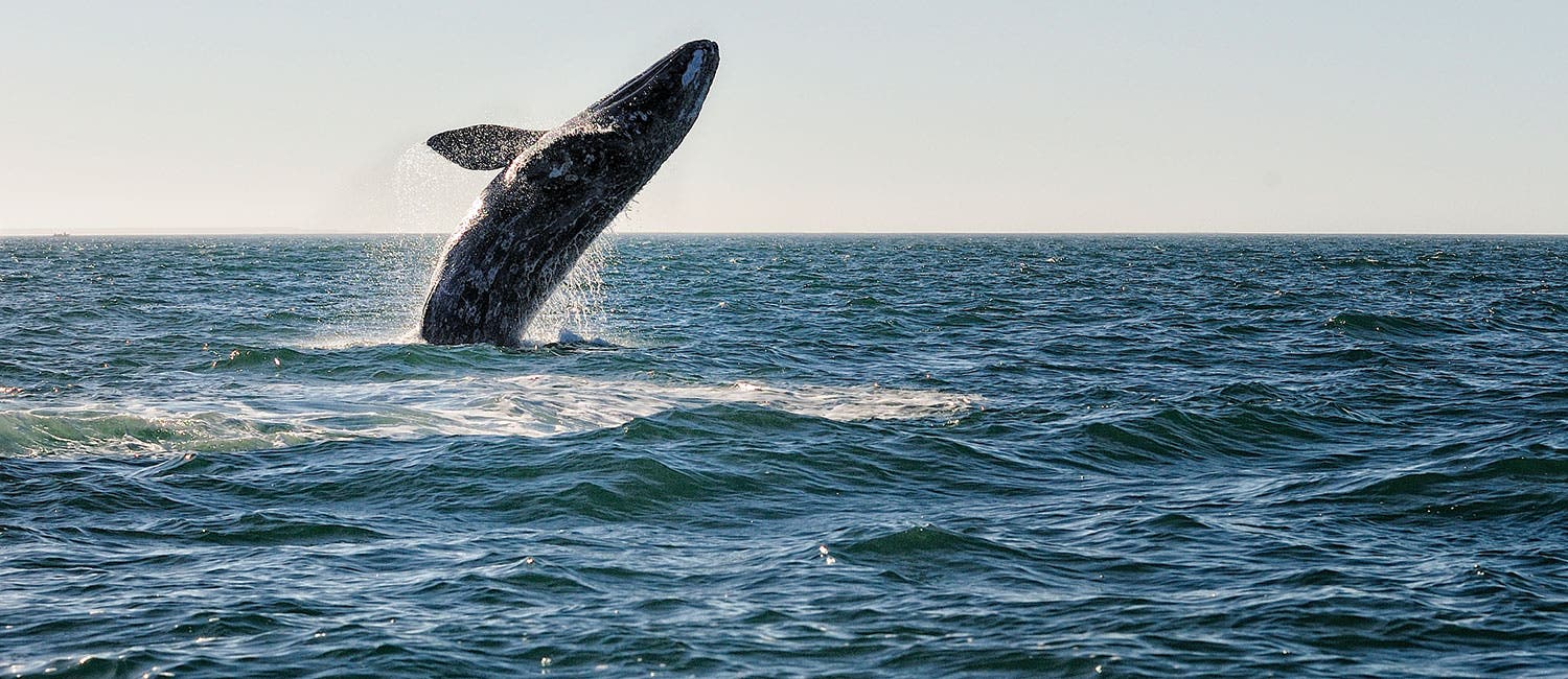 Wildest hikes San Juan Islands, WA and Baja, Mexico