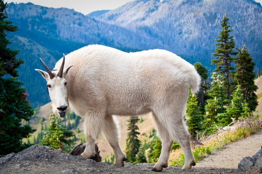 Olympic National Park Wants Goats Out