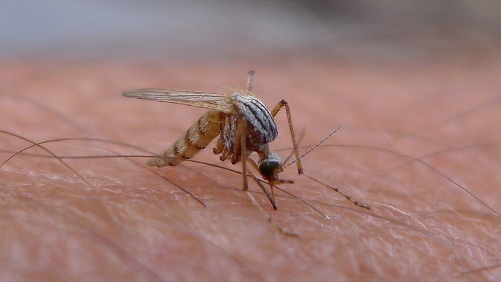 mosquito None