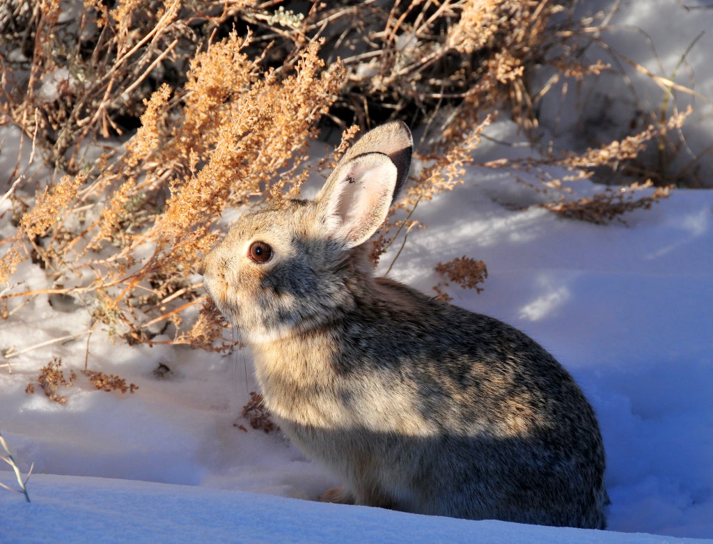 Wildfire Kills Endangered Pygmy Rabbits