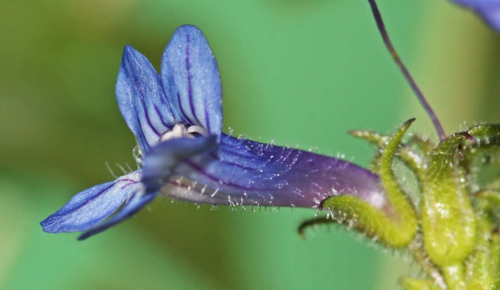union pacific penstemon