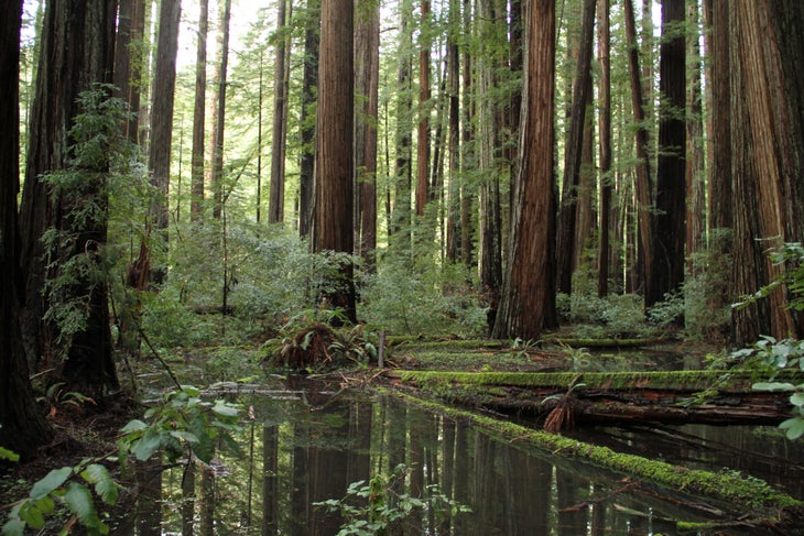 33395680052_8230b2d154_k prairie creek redwoods