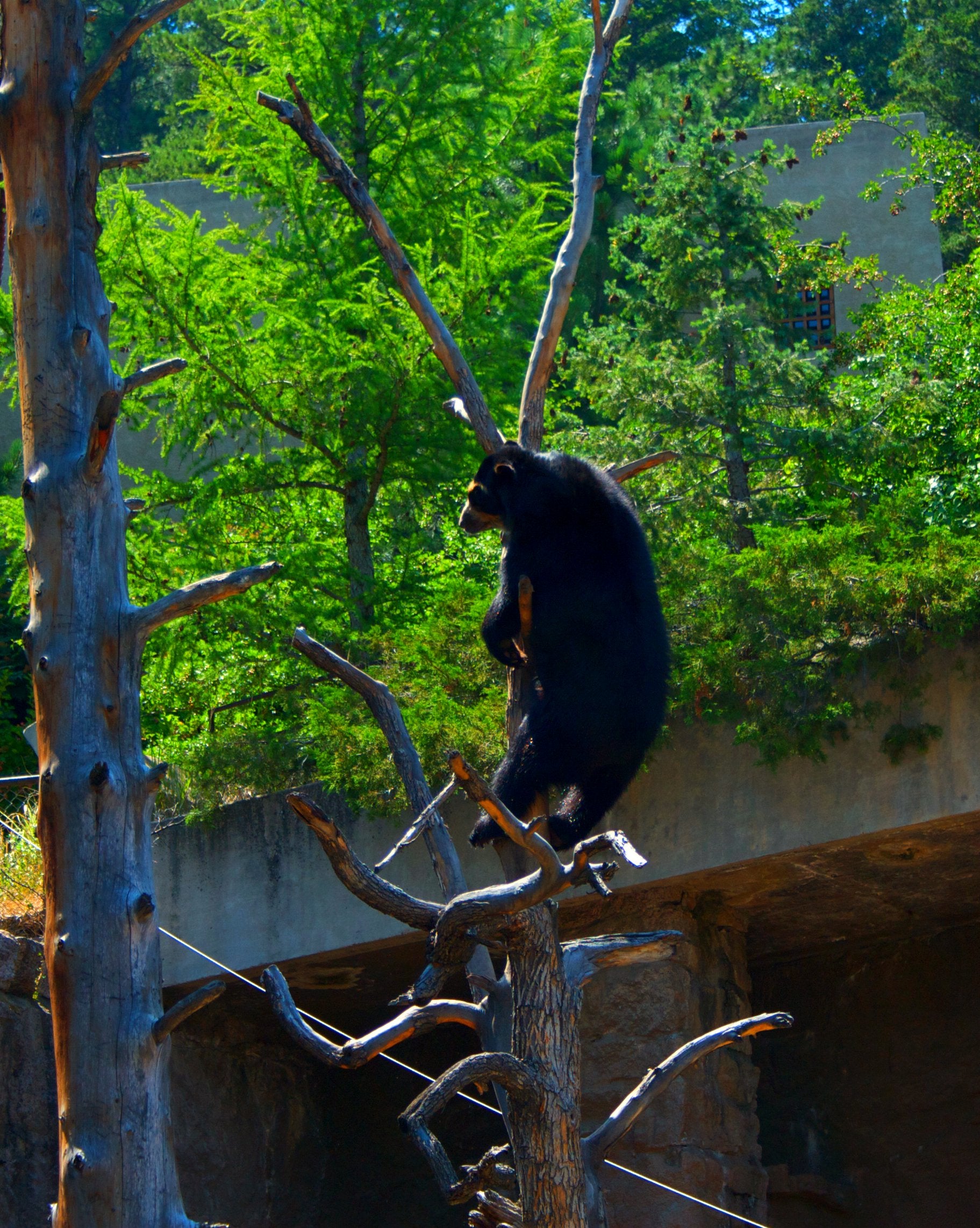 "Bear hanging in a tree"