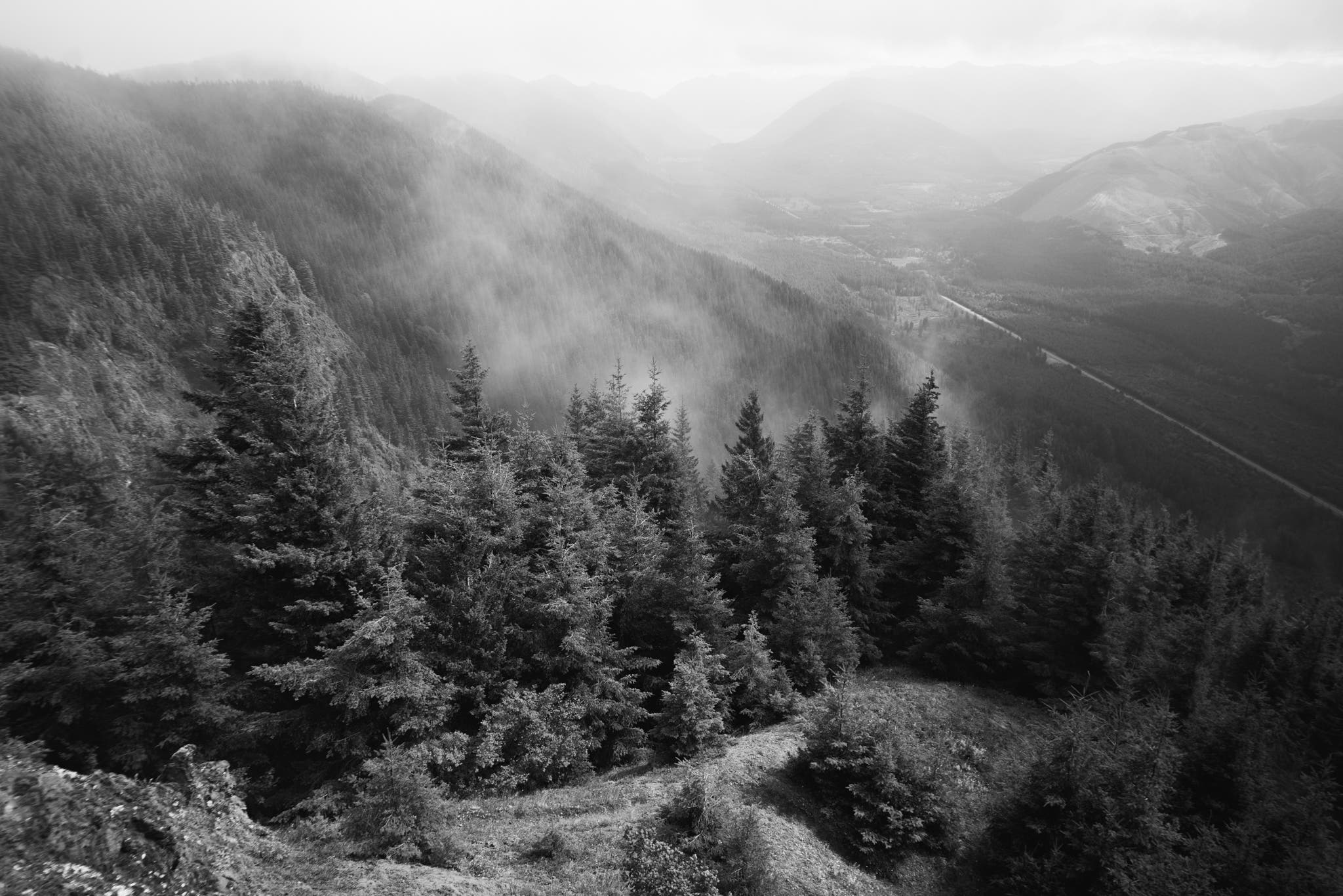 100 days outdoors Day 55 trees view