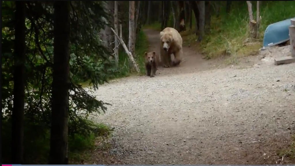 Grizzly Bear Charges At Guided Alaskan Tour in Harrowing Video