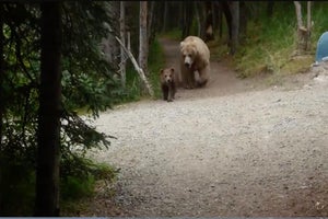 Grizzly Bears Follow Hiker on Alaska Trail