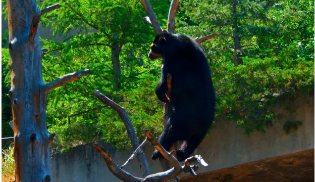 Screen Shot 2017-08-18 at 5.36.27 PM bear