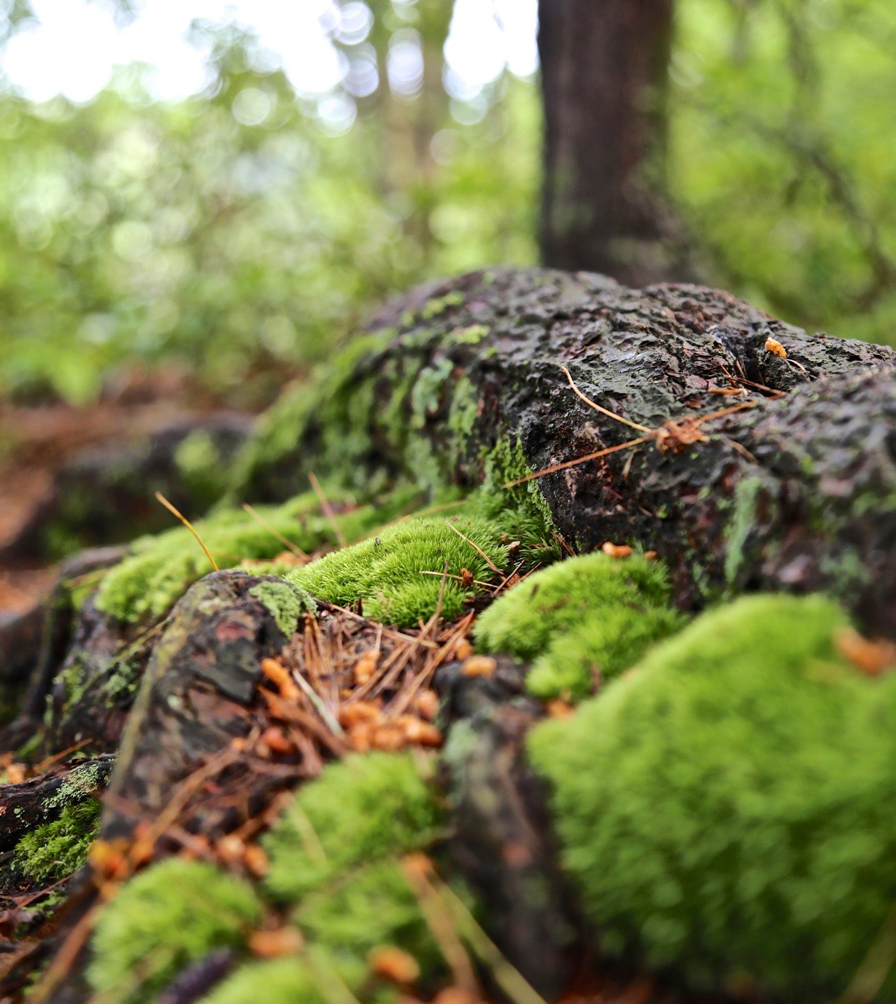 Sebestyen_Tioga_Canyon_IMG_6291 None