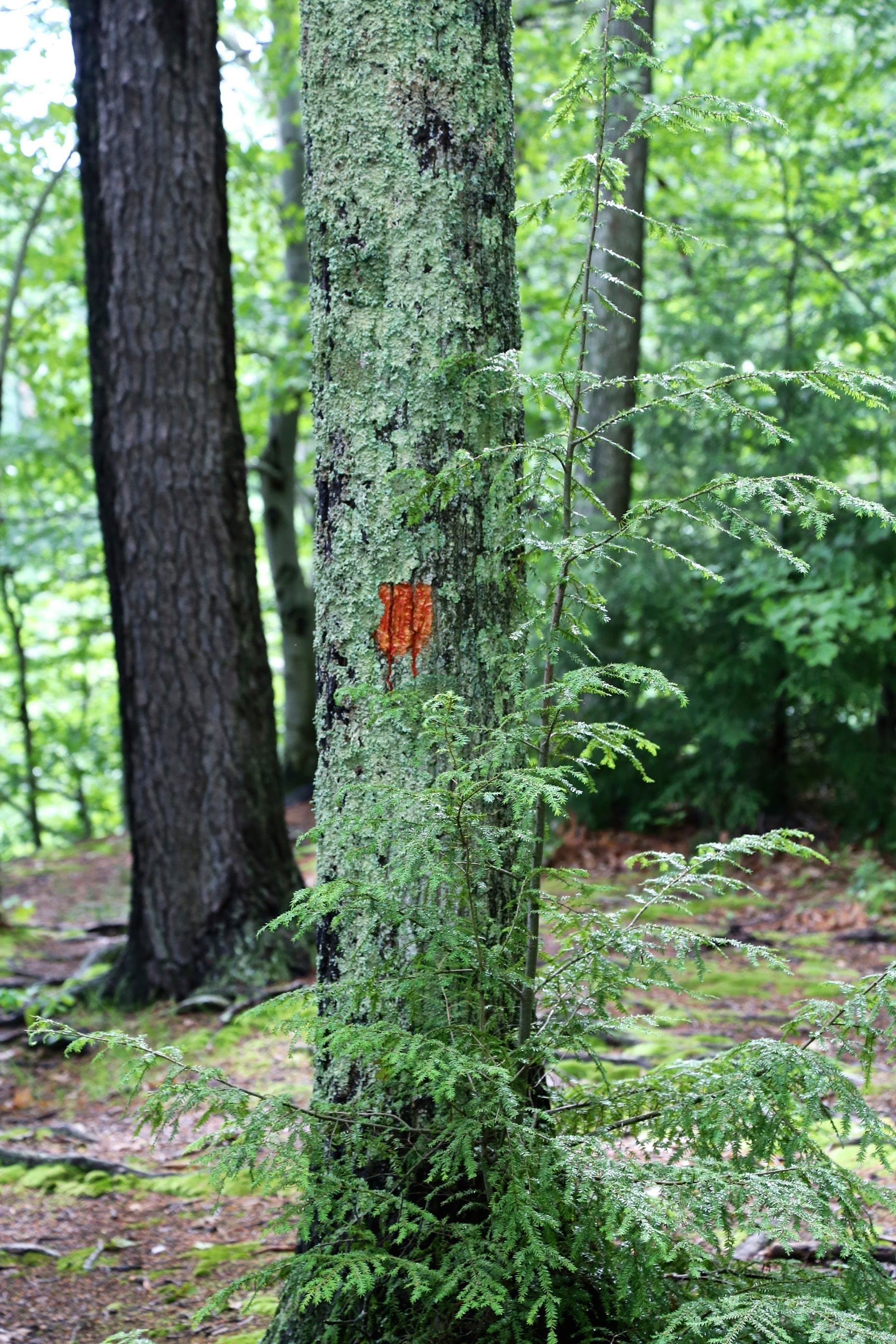 Sebestyen_Tioga_IMG_6235 None