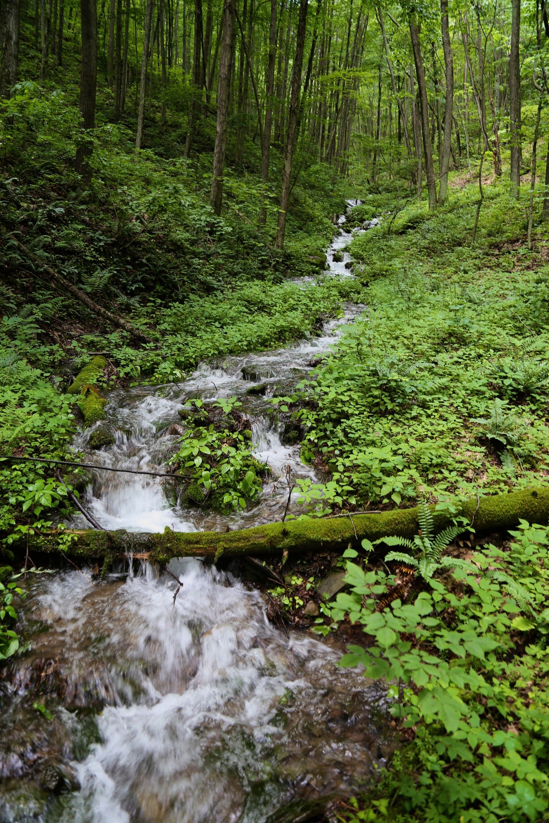 Sebestyen_Tioga_IMG_6437 None