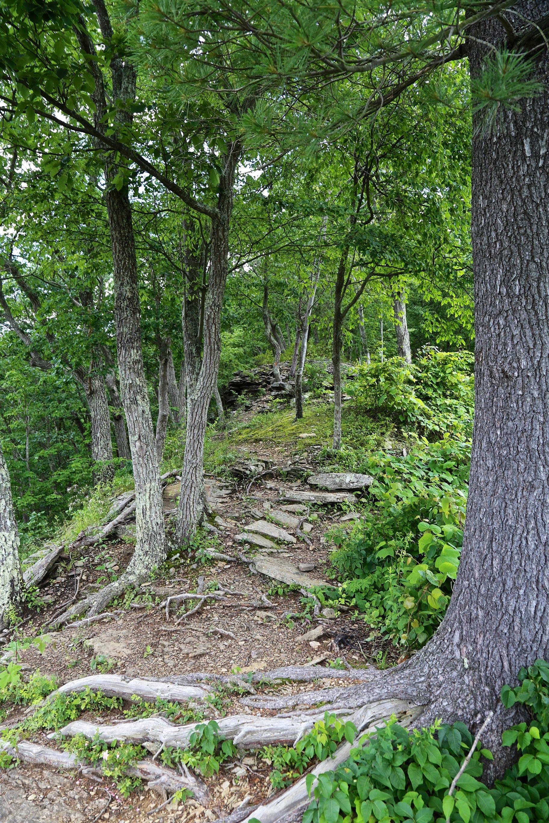 Sebestyen_Tioga_IMG_6511 None