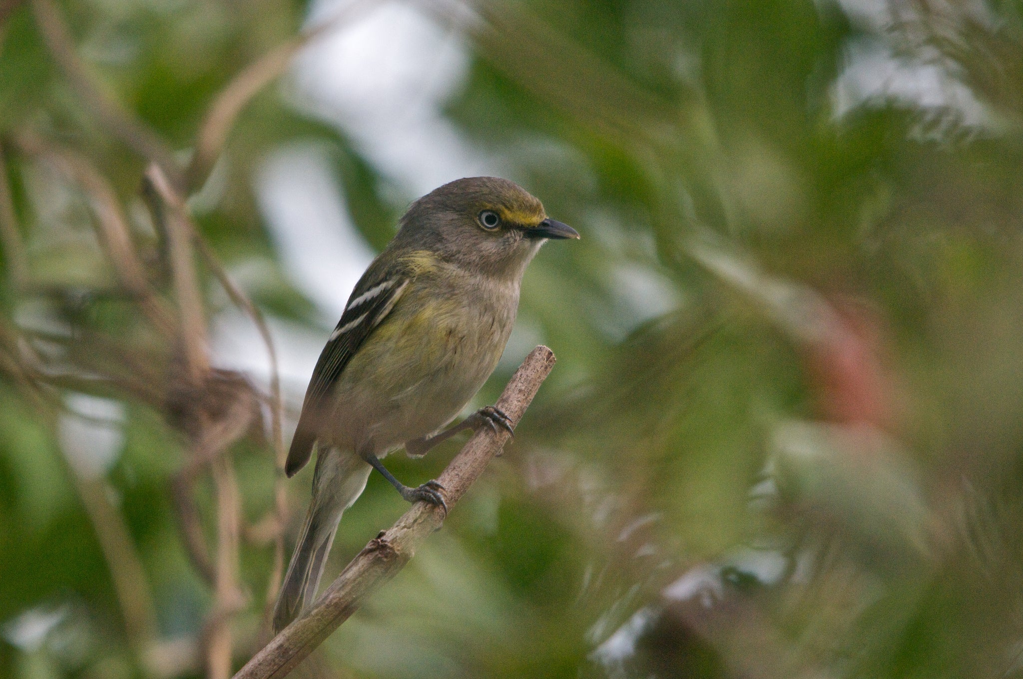 "white-eyed vireo"