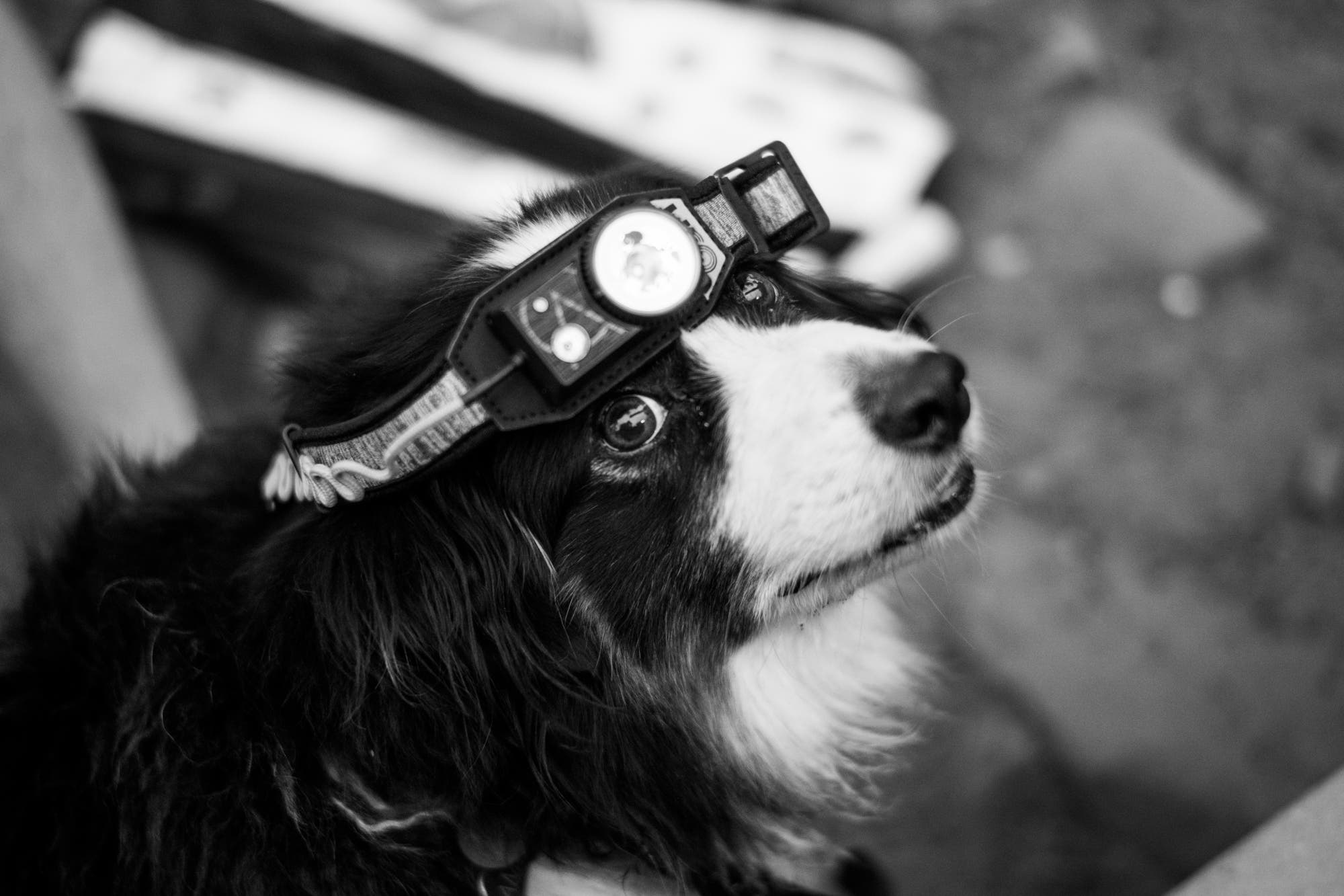 100days-MontanaDogwHeadlamp None