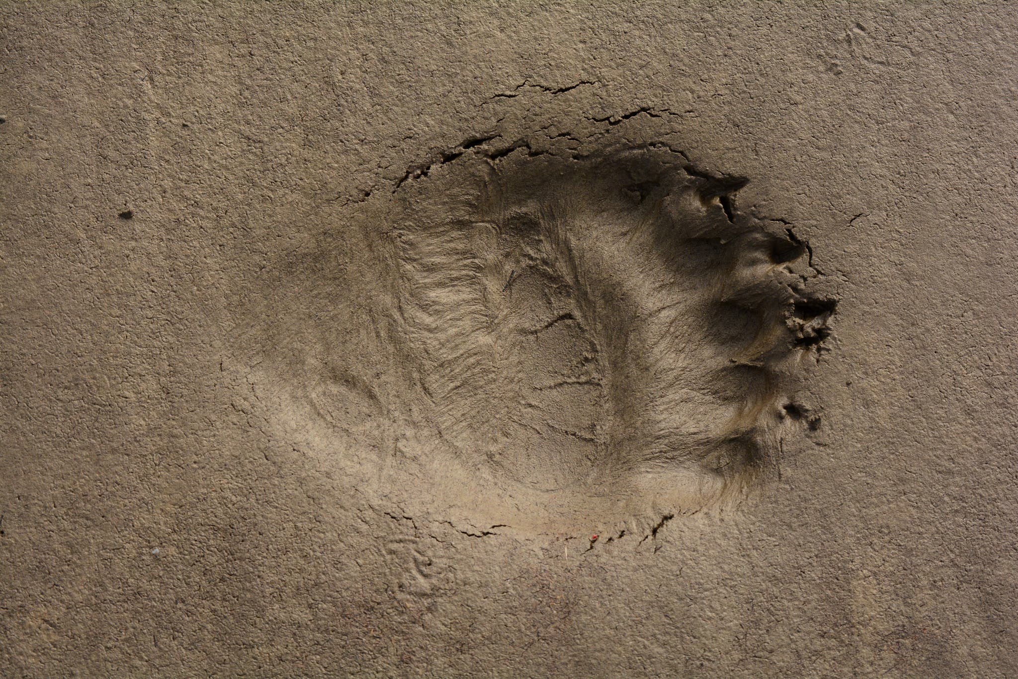 bear track