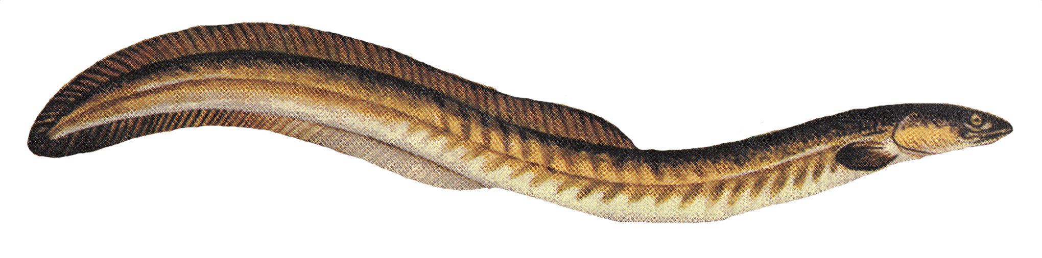 "Drawing of American eel"