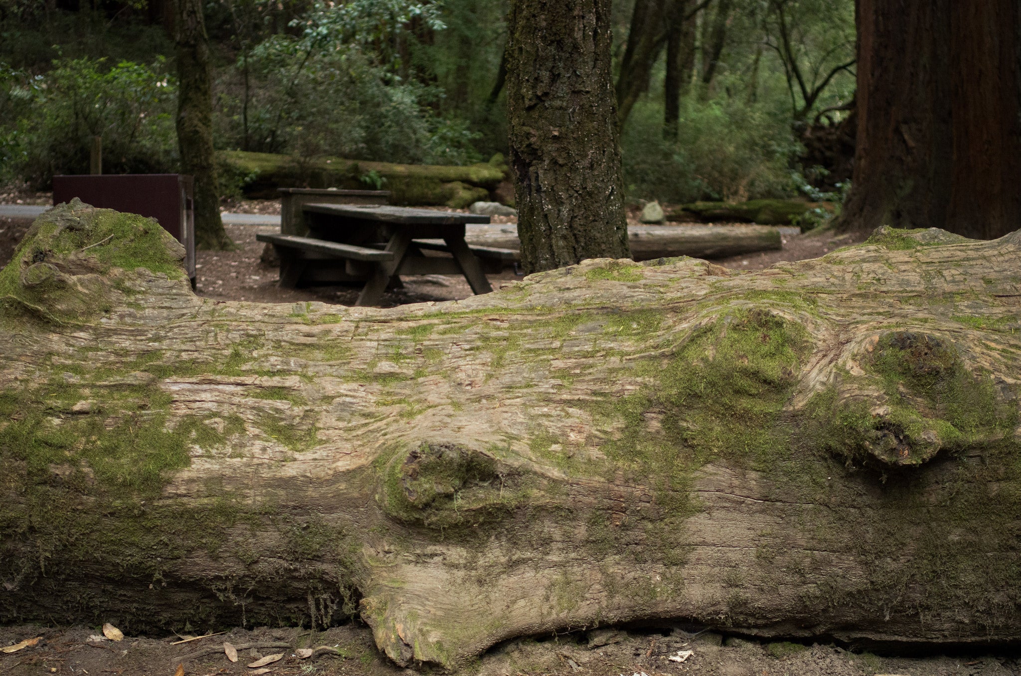 "Campsite at Big Basin"