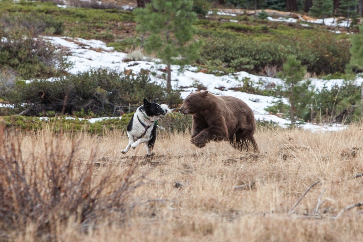 russian bear fighting dog