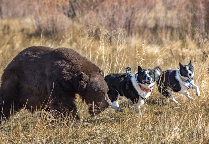 what kind of dog can kill a bear