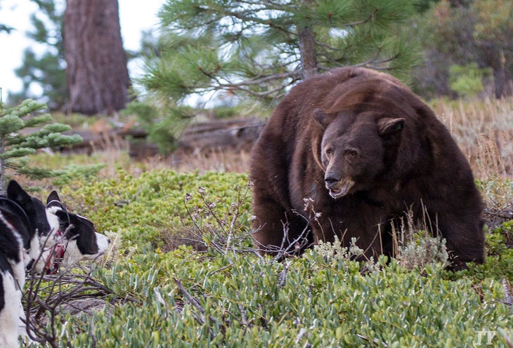 what kind of dog can kill a bear