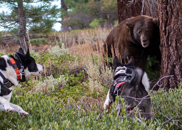 dogs trained to kill bears