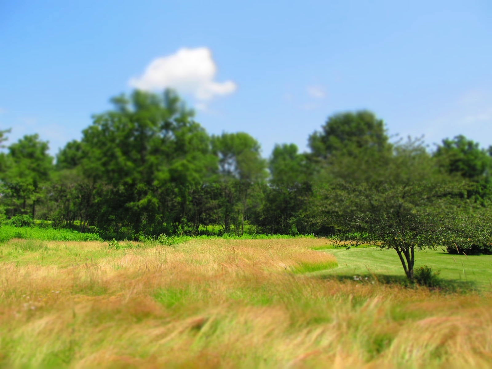 "Hawthorn Hollow, WI"