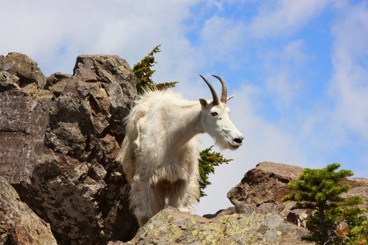 mountain goat mountain goat