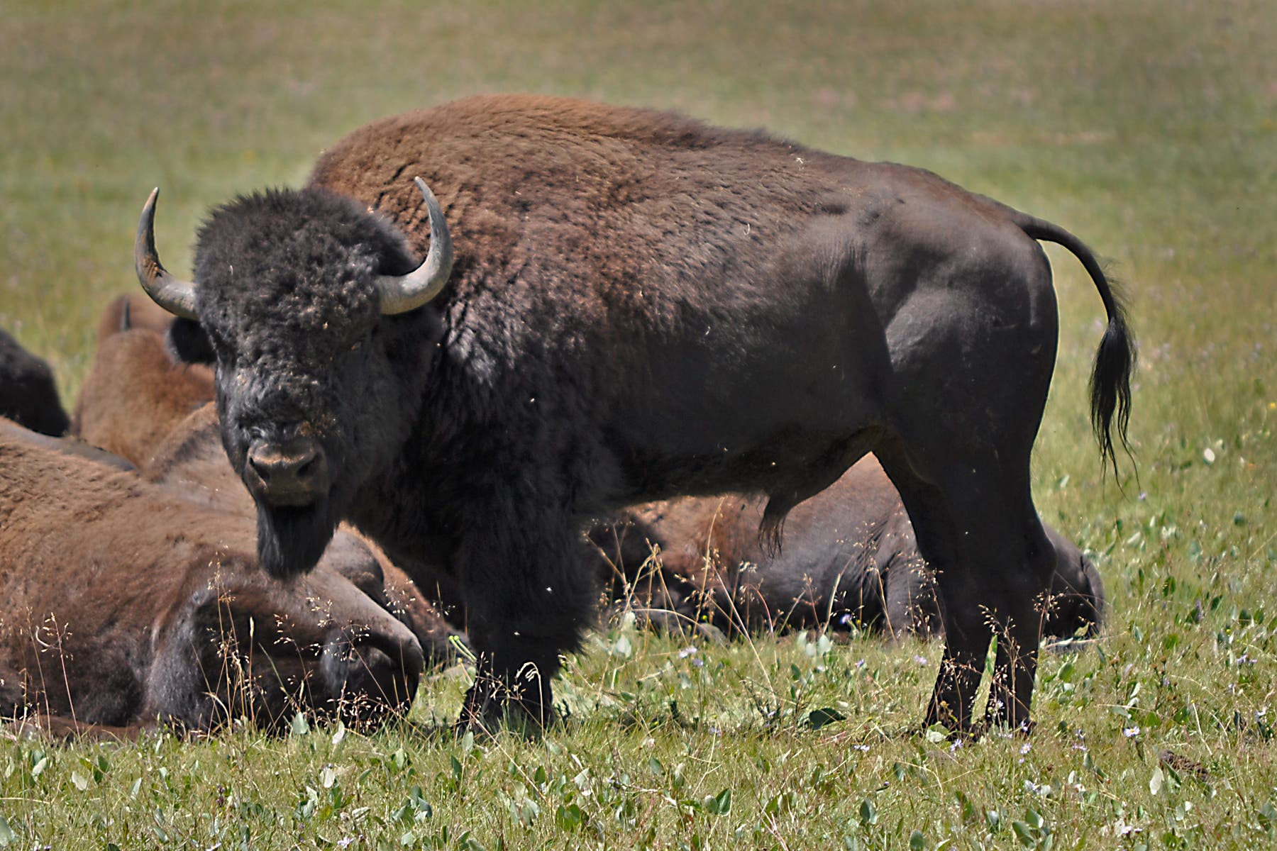 North Rim Bison To Be Culled