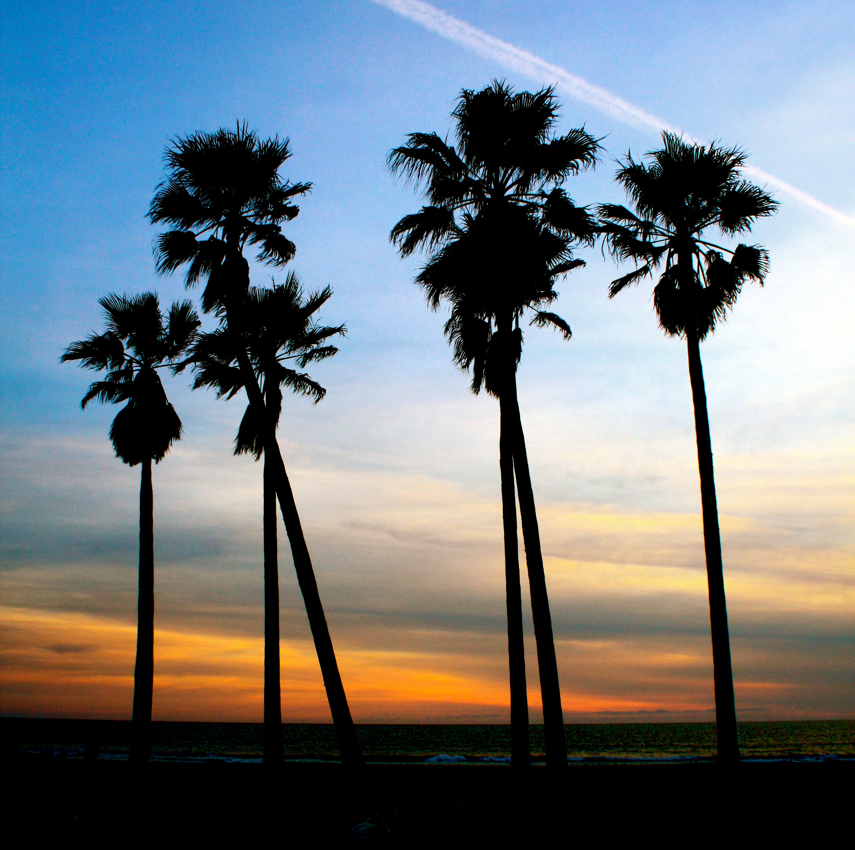 "LA palm trees"
