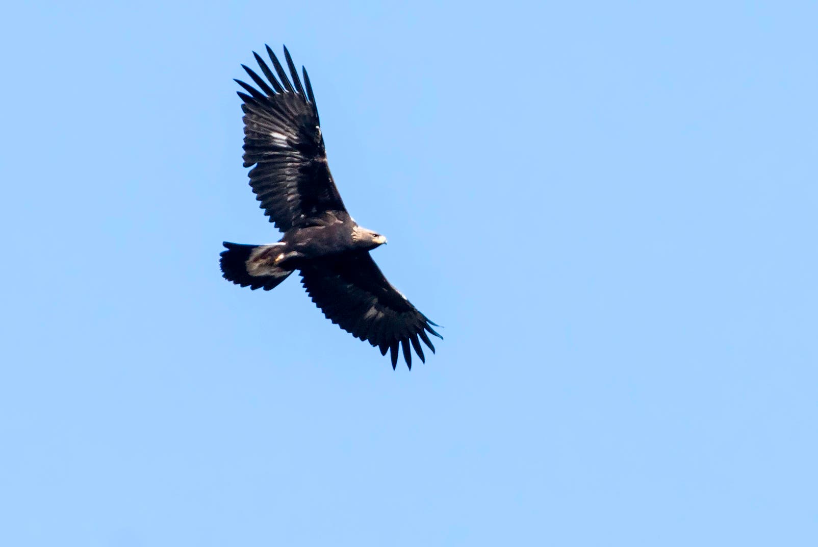 Bridger Mountains, MT: 2-mile Observation Point. The Bridger Mountains Hawkwatch, located on a helicopter platform in the Gallatin National Forest in…