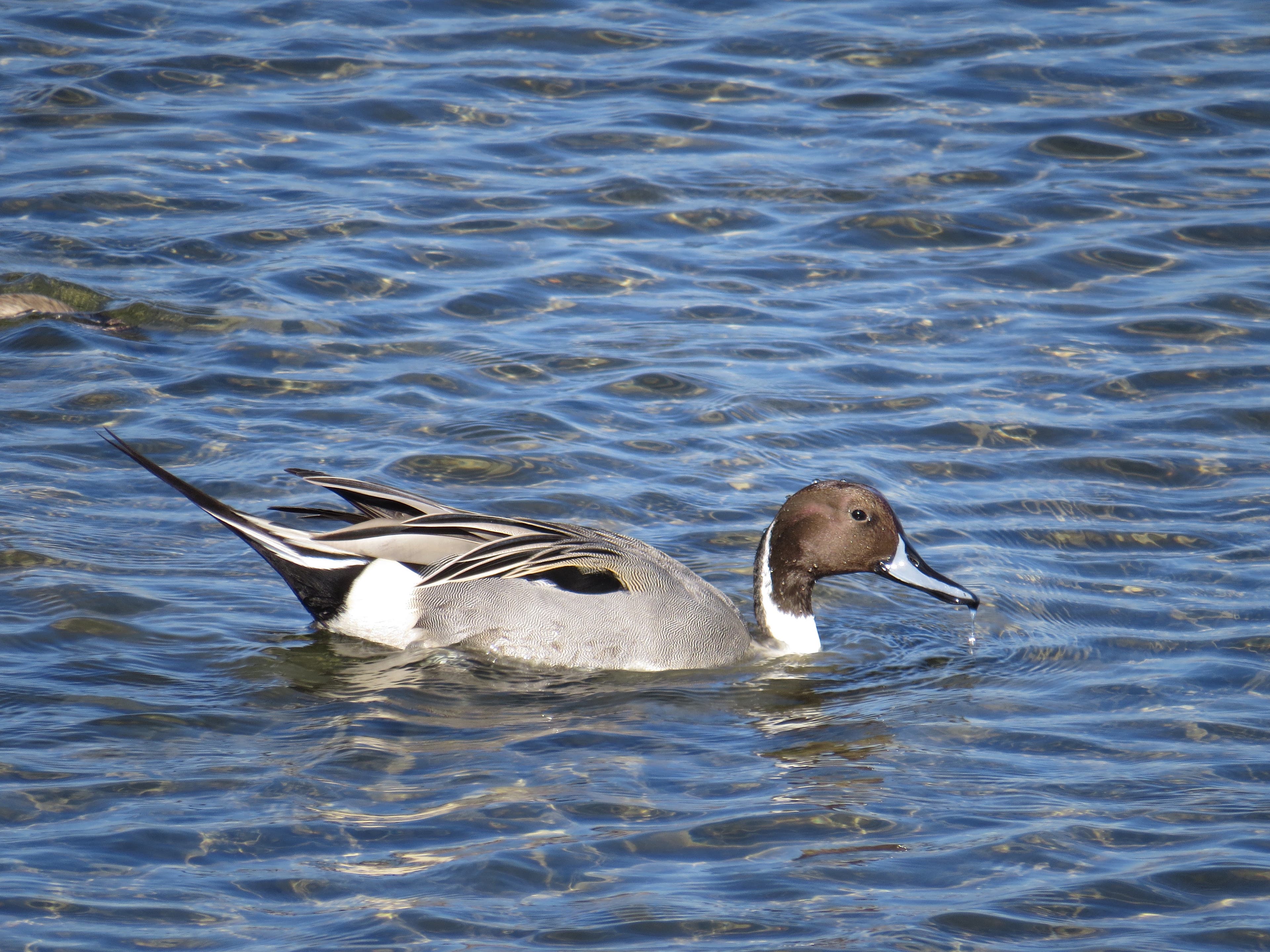 15737494130_4c48df8156_o None